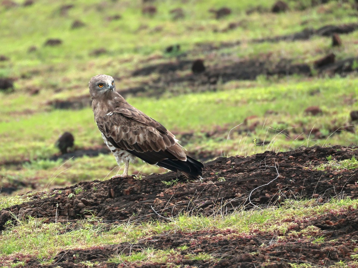 orlík krátkoprstý - ML645160595