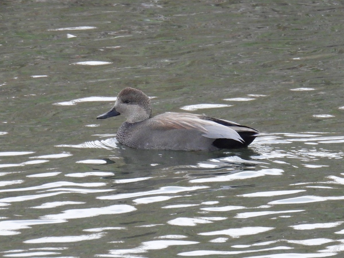 kopřivka obecná - ML645160597