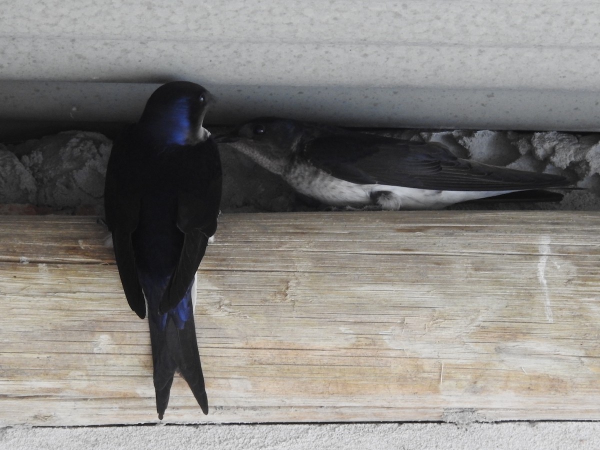 Gray-breasted Martin - ML645160600