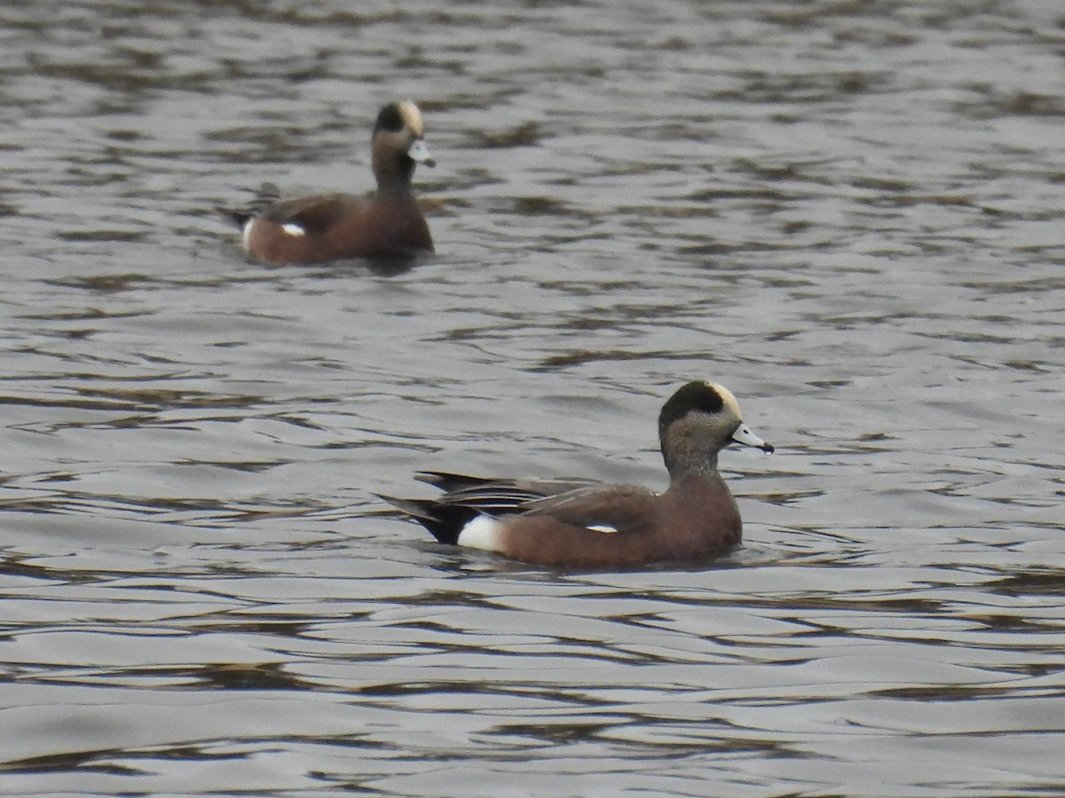 American Wigeon - ML645160601