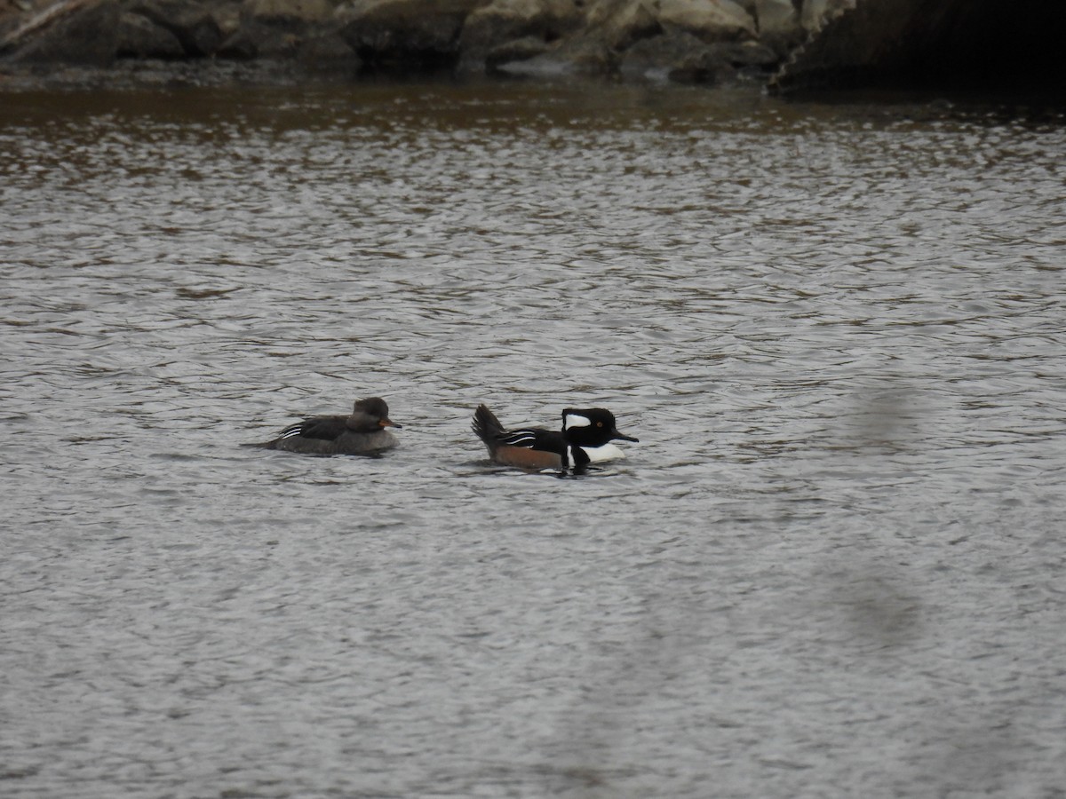 Hooded Merganser - ML645160611