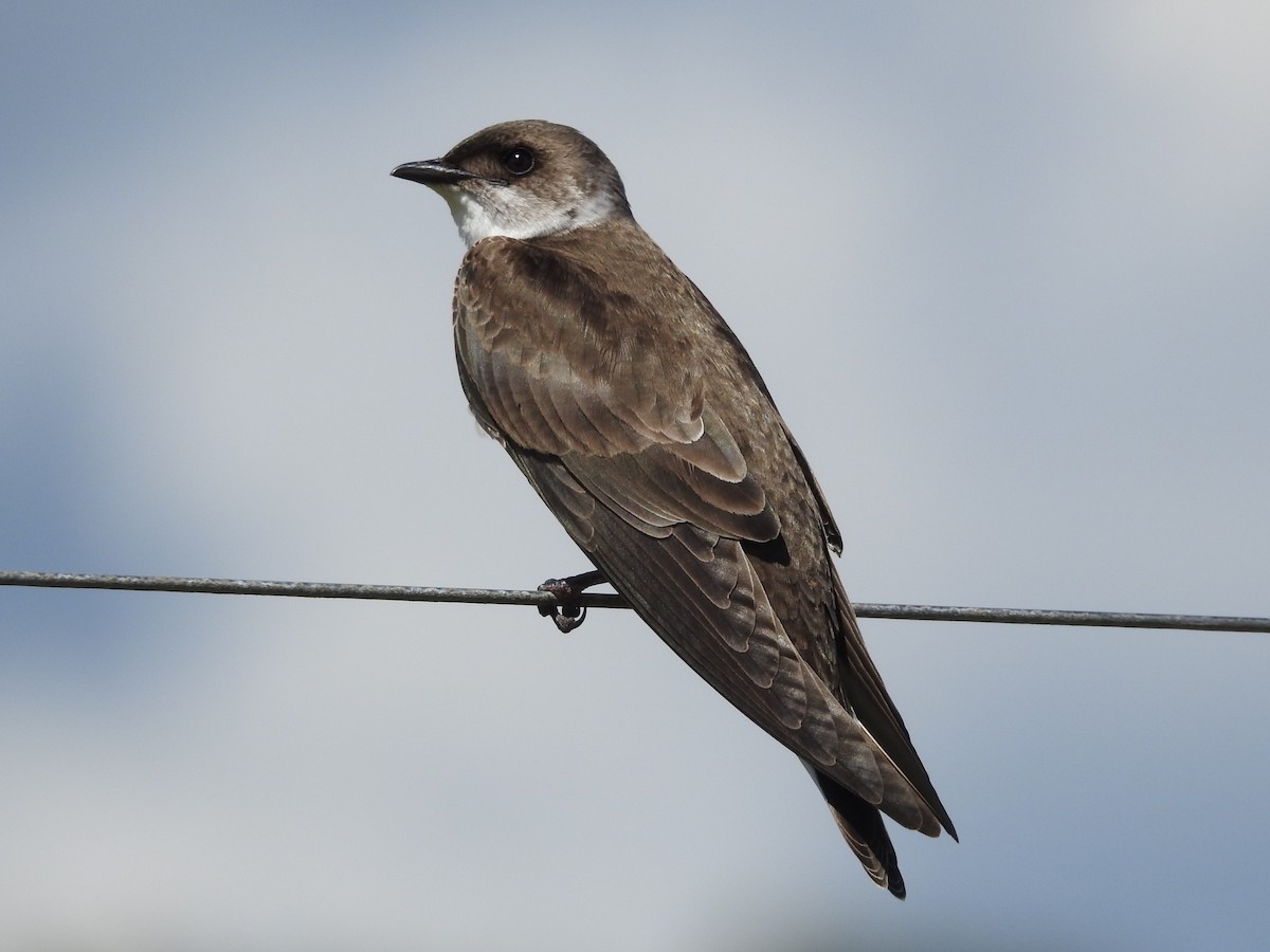 Brown-chested Martin - ML645160613