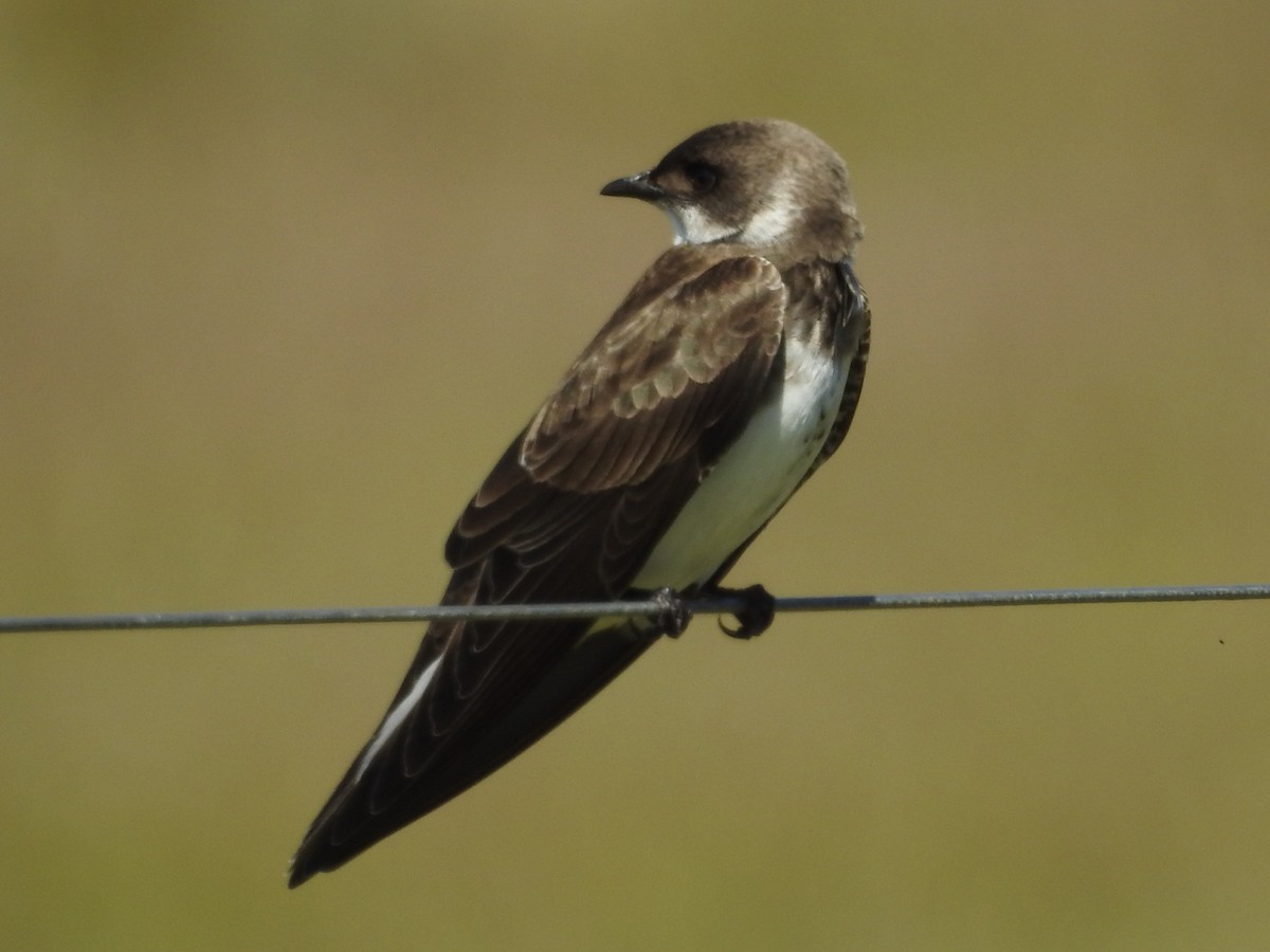 Brown-chested Martin - ML645160645