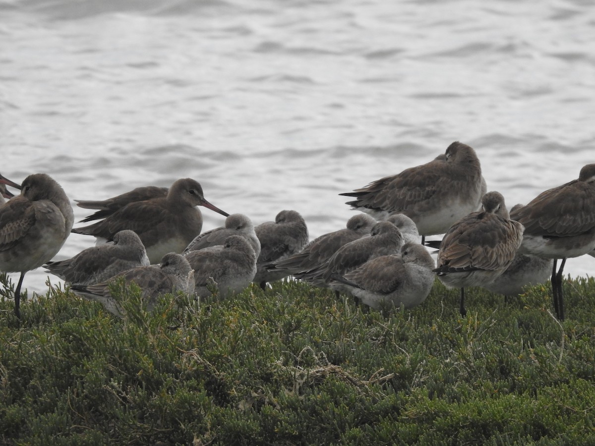 חופית להקנית - ML645160648