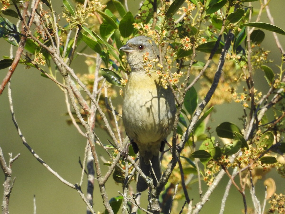 Blue-and-yellow Tanager - ML645160651