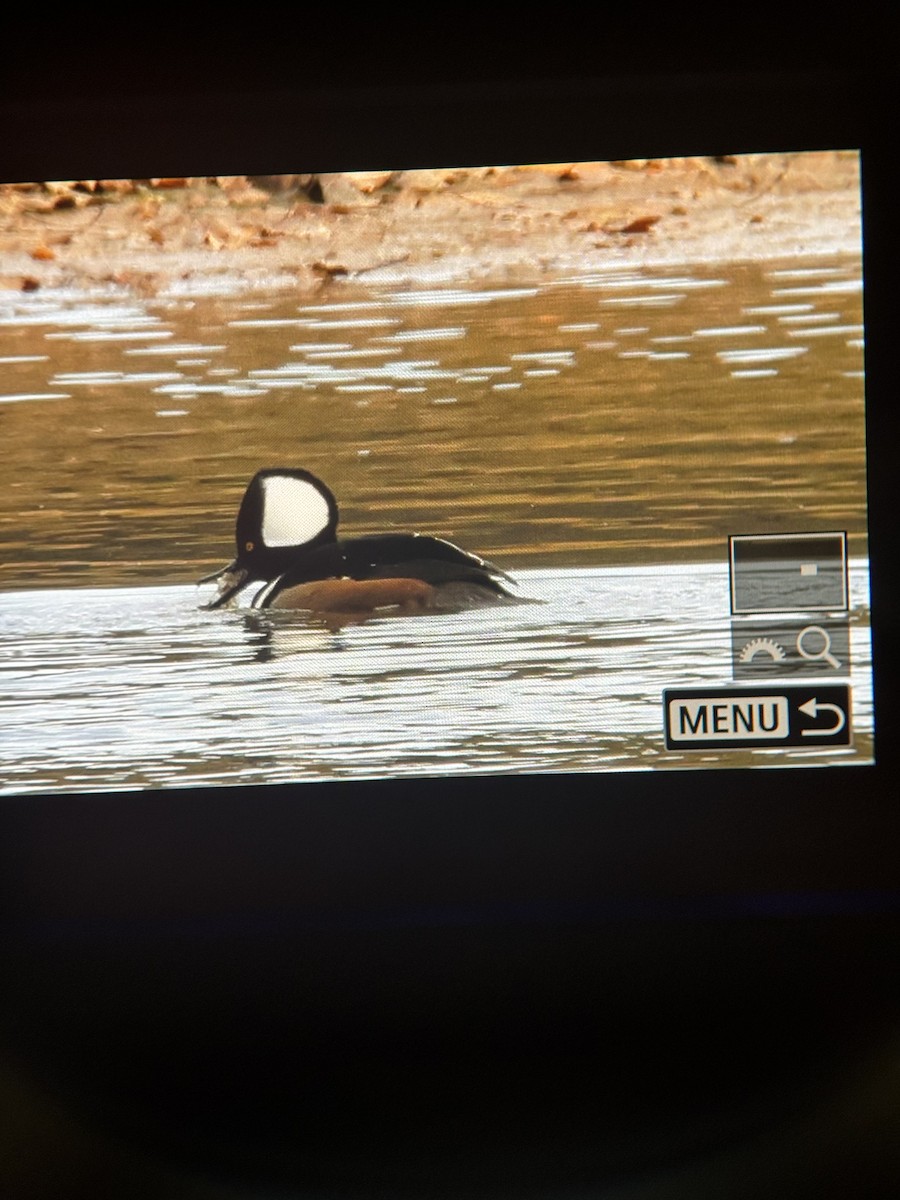 Hooded Merganser - ML645160662