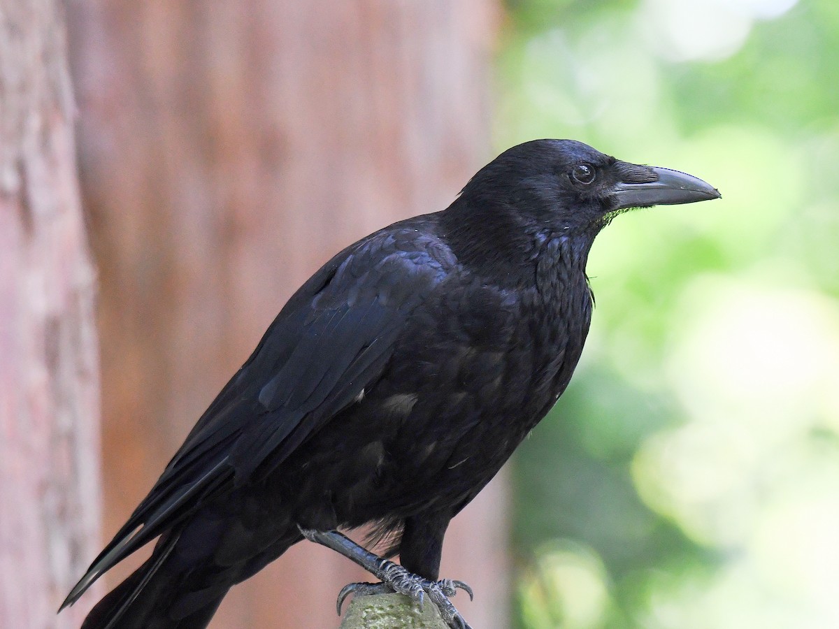 svartkråke - ML645160666