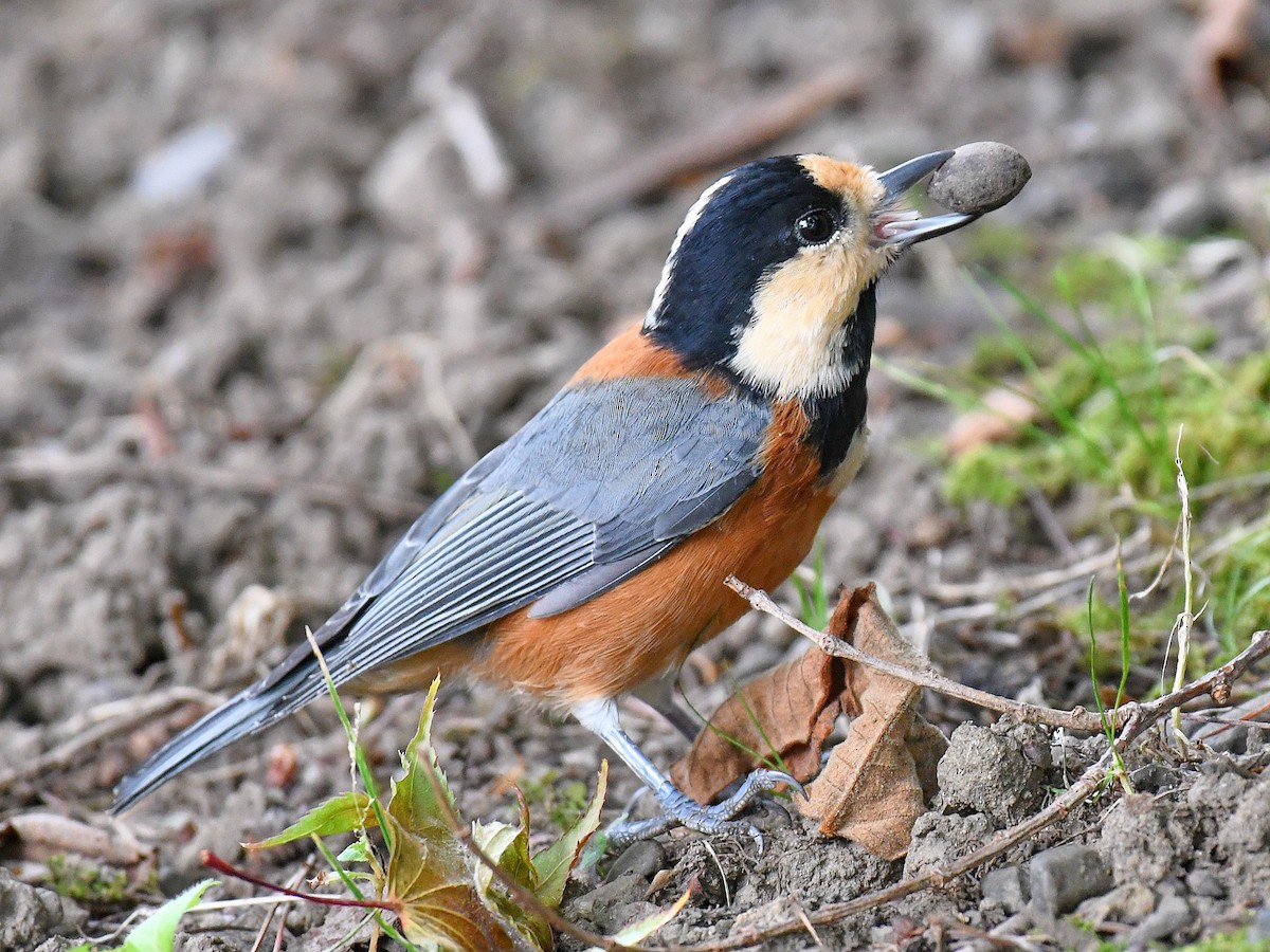 rødmeis - ML645160682