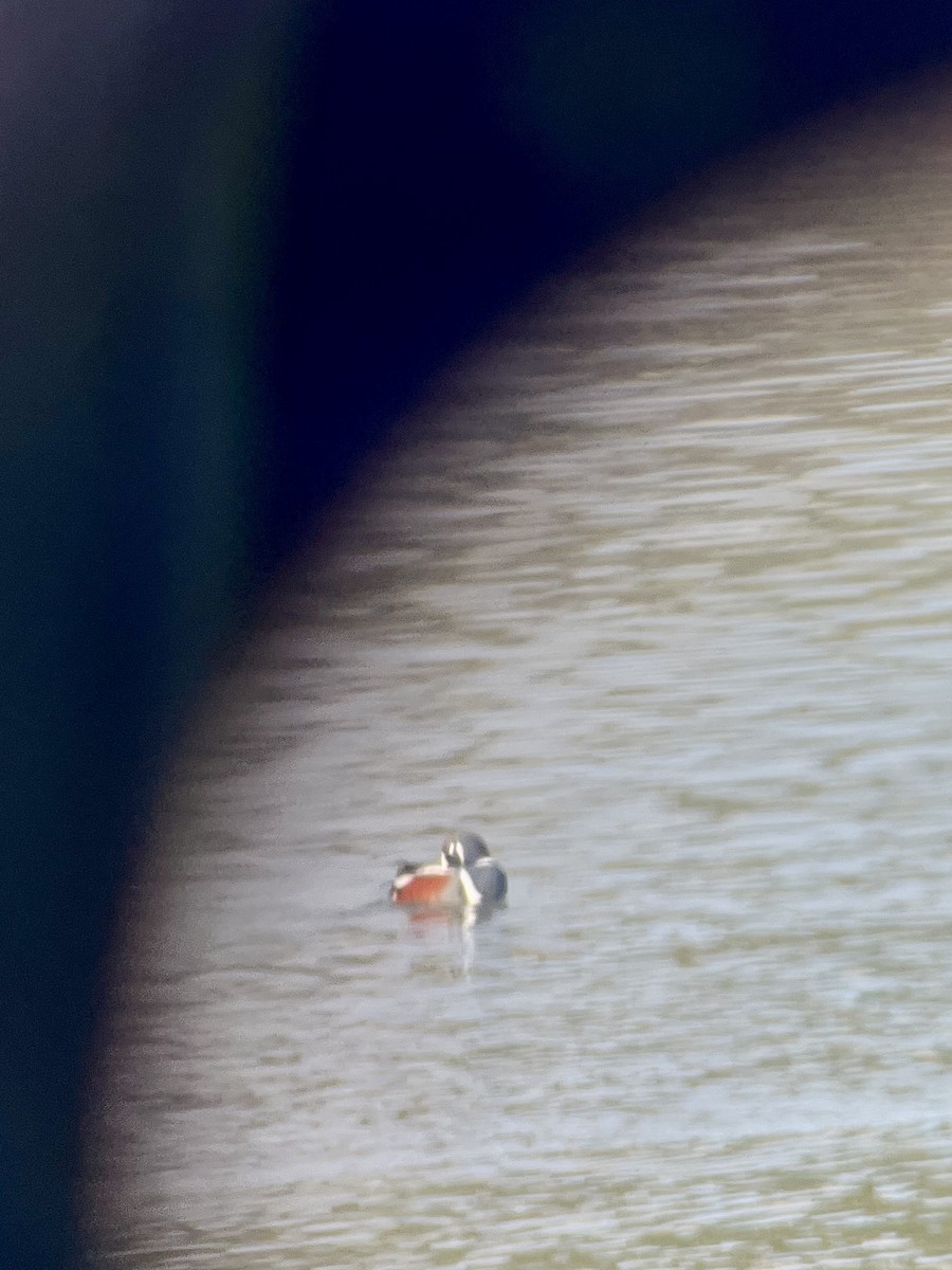 Harlequin Duck - ML645160686