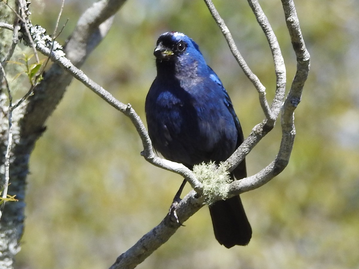 Diademed Tanager - ML645160690