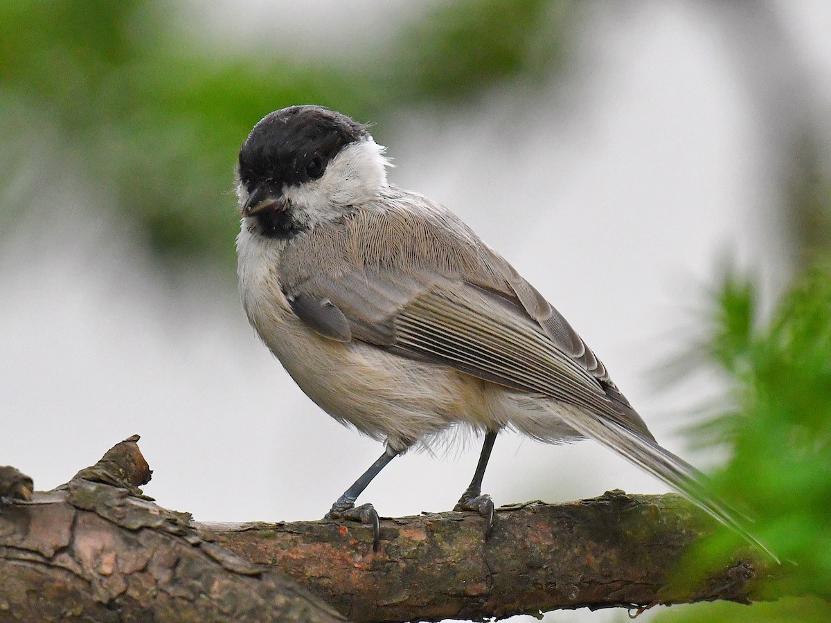 løvmeis - ML645160693