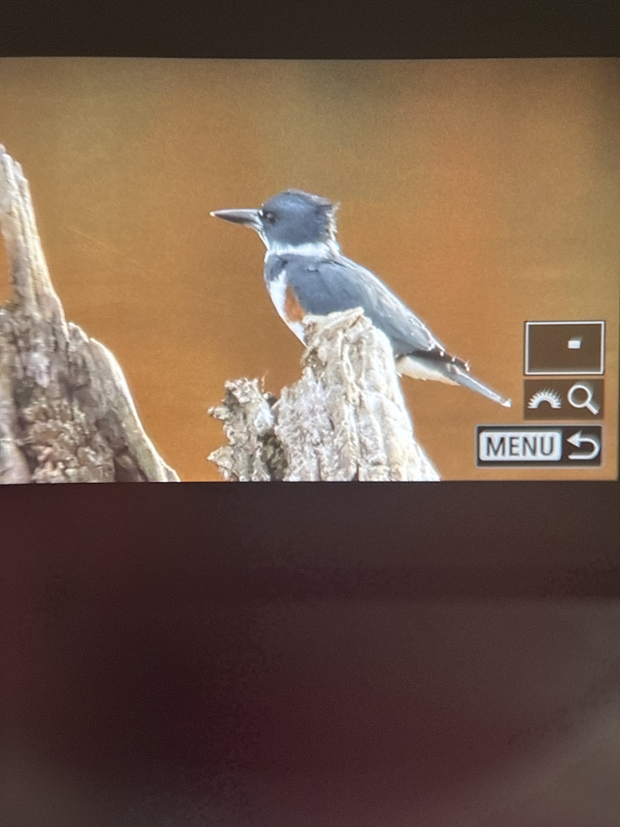 Belted Kingfisher - ML645160707