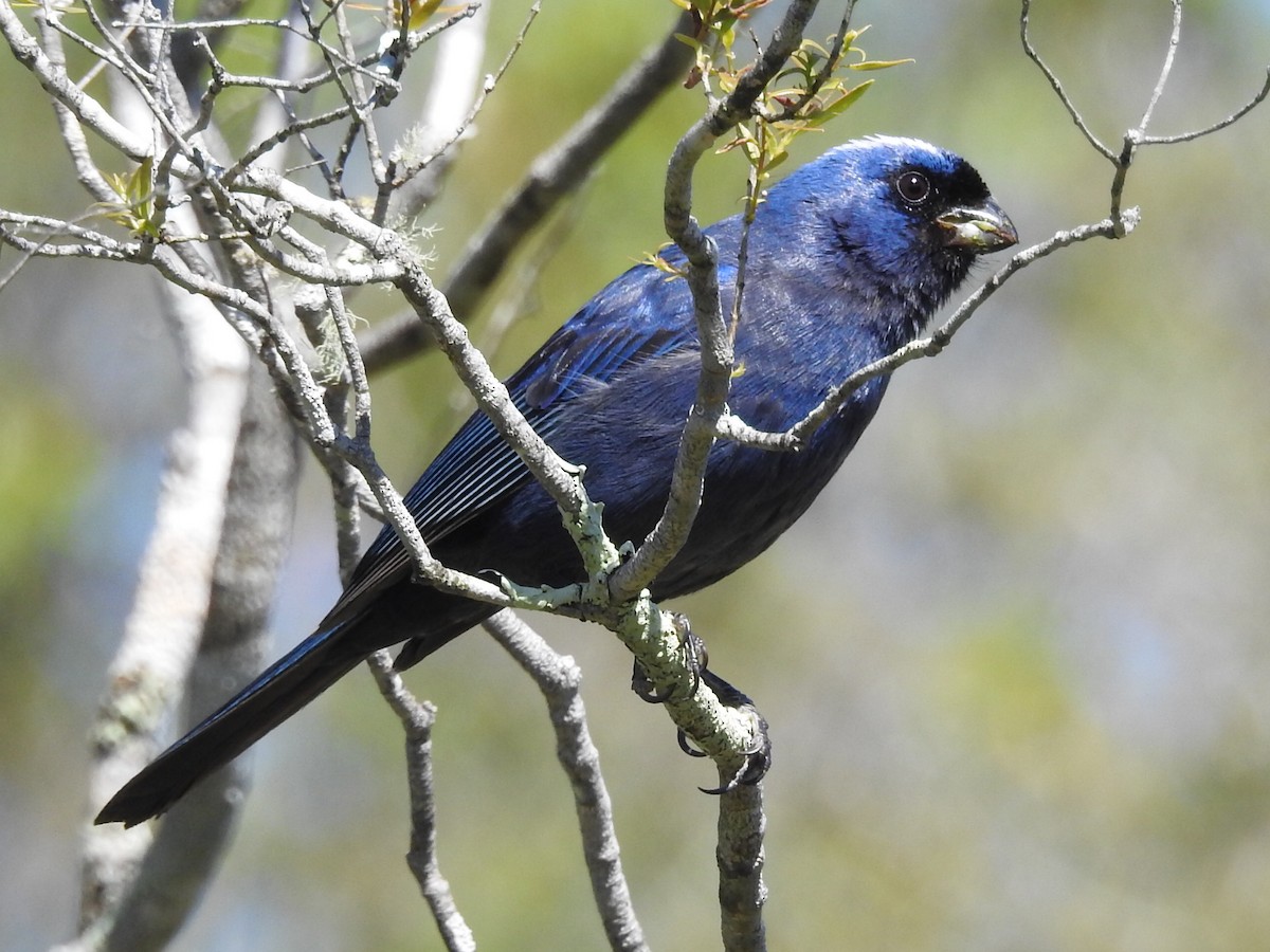 Diademed Tanager - ML645160711