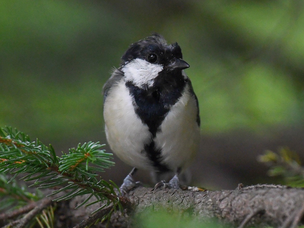 gråkjøttmeis (minor gr.) - ML645160720