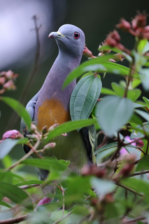 Pink-necked Green-Pigeon - ML645160732