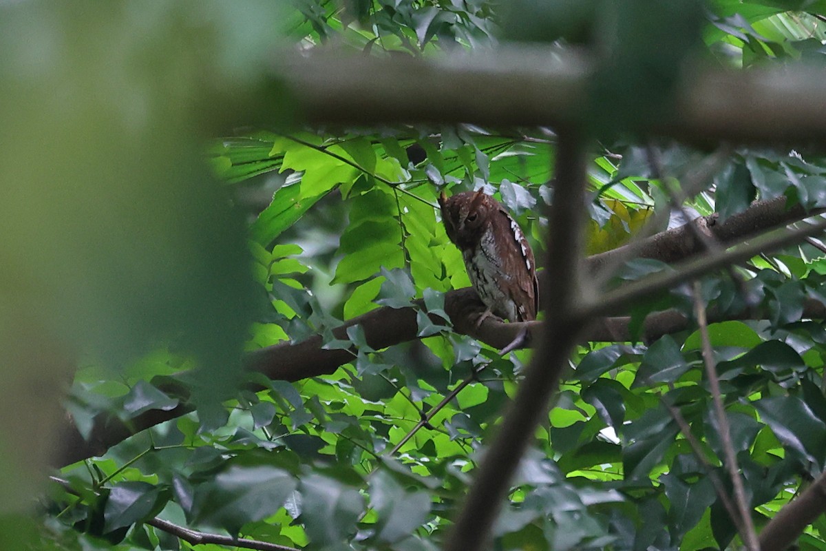 Oriental Scops-Owl - ML645160739