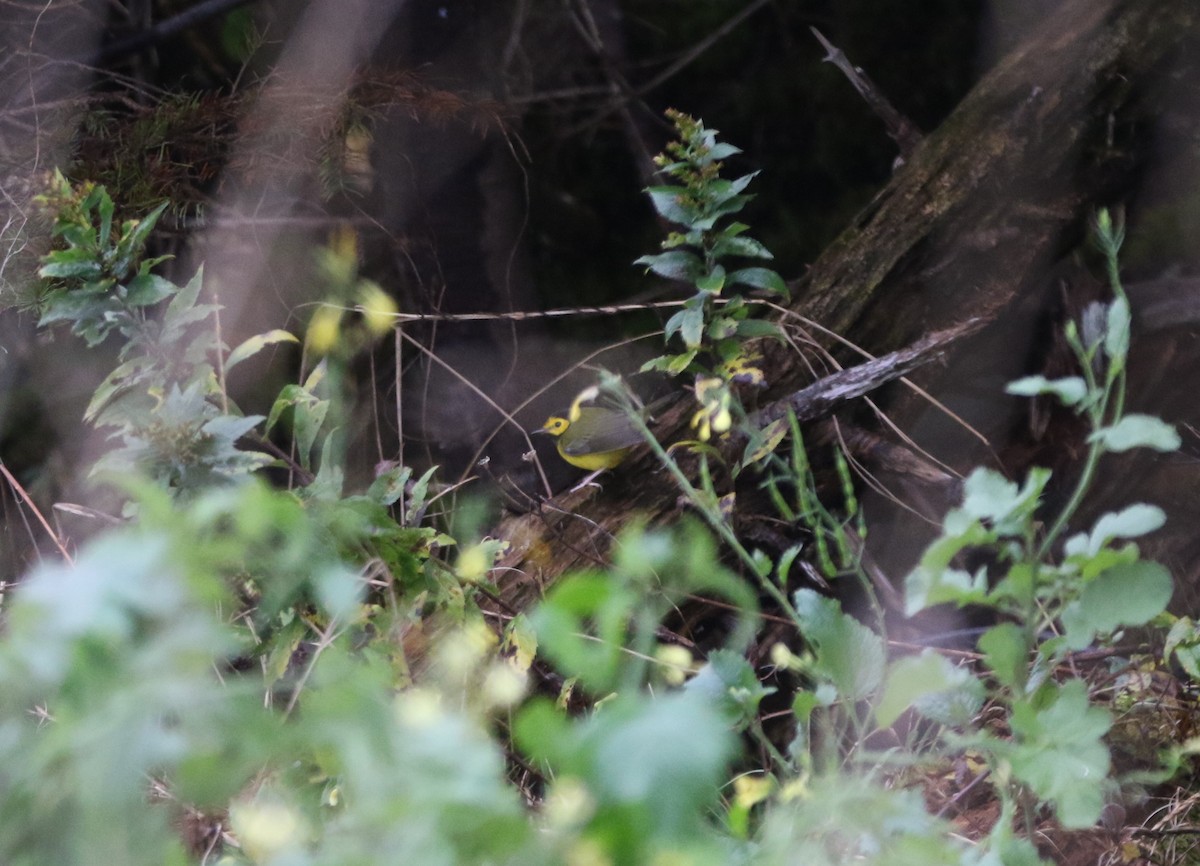 Болотянка чорногорла - ML645160750