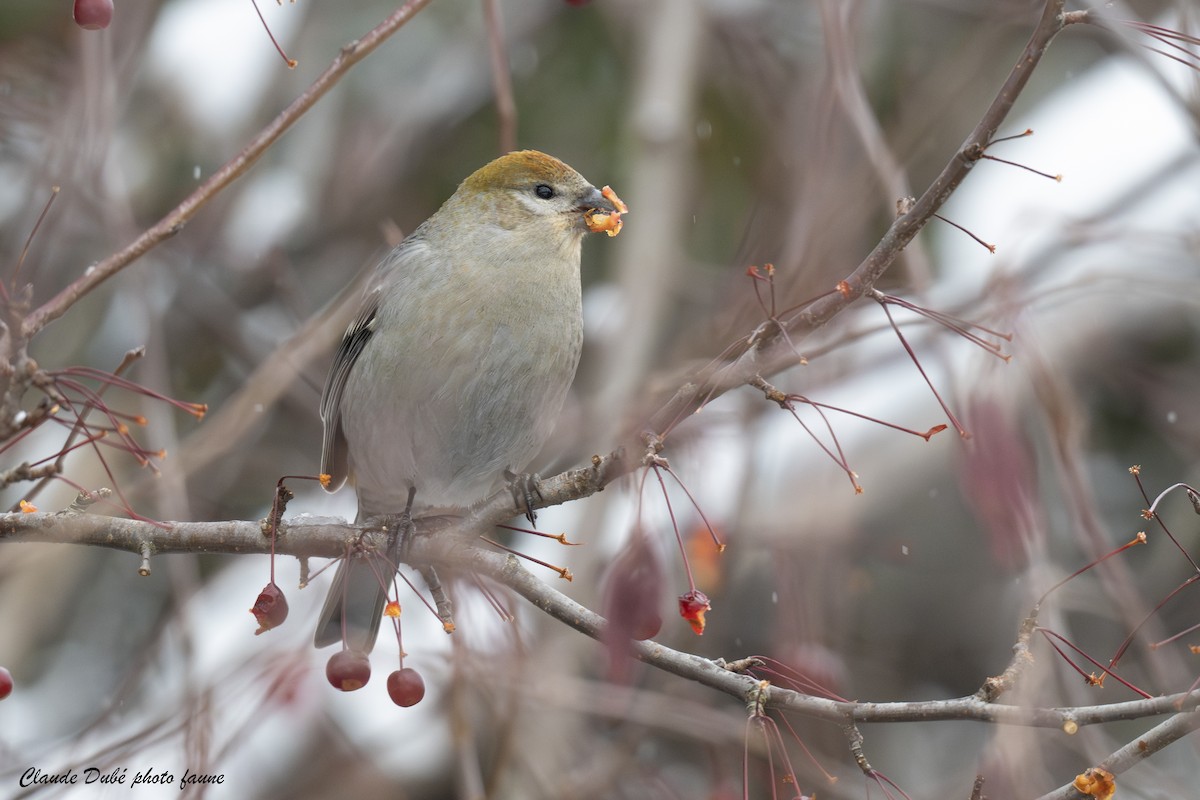 Hakengimpel - ML645160751