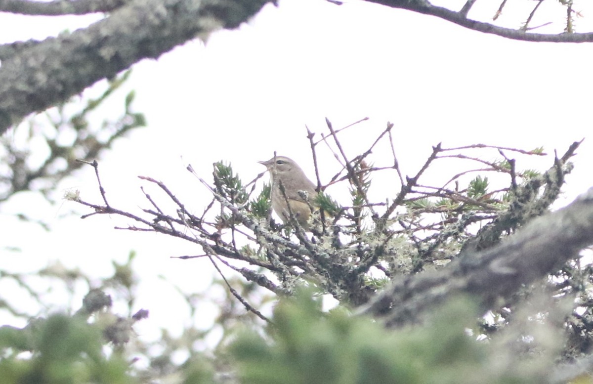 lesňáček bažinný (ssp. palmarum) - ML645160752