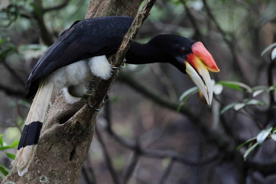 Rhinoceros Hornbill - ML645160755