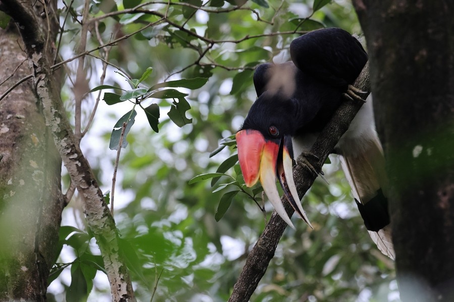 Rhinoceros Hornbill - ML645160756