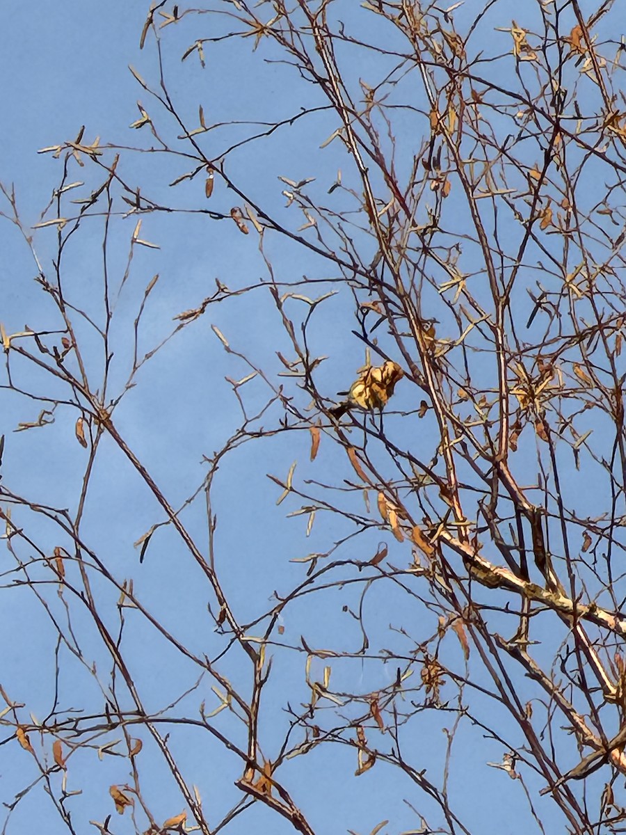 Redpoll - ML645160758