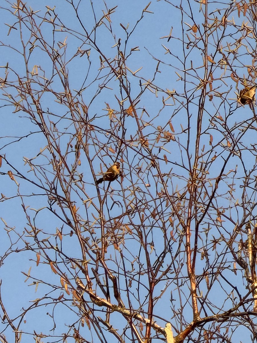 Redpoll - ML645160760