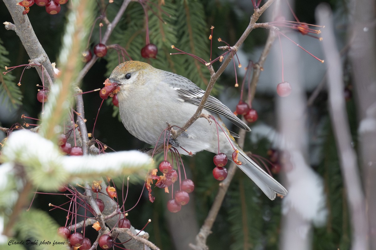 Hakengimpel - ML645160761