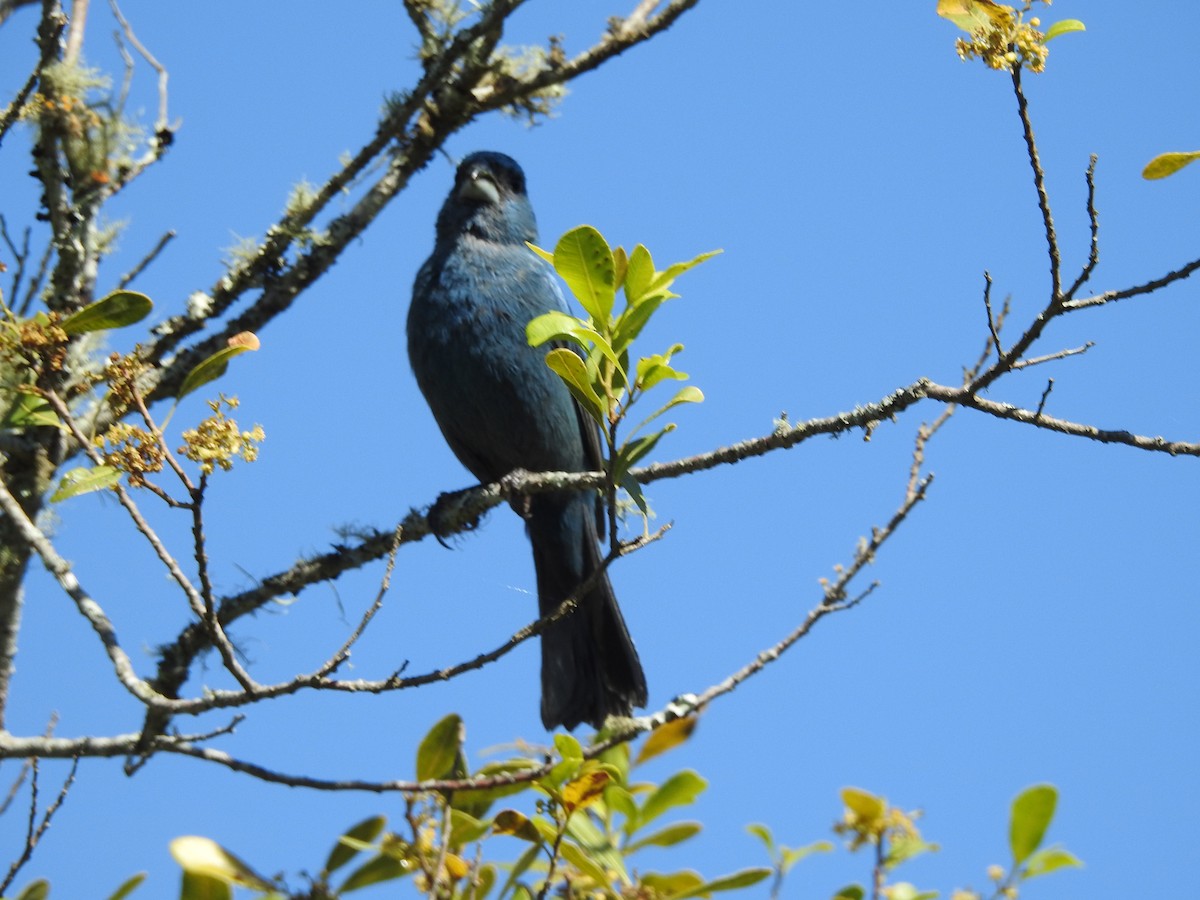 Glaucous-blue Grosbeak - ML645160764