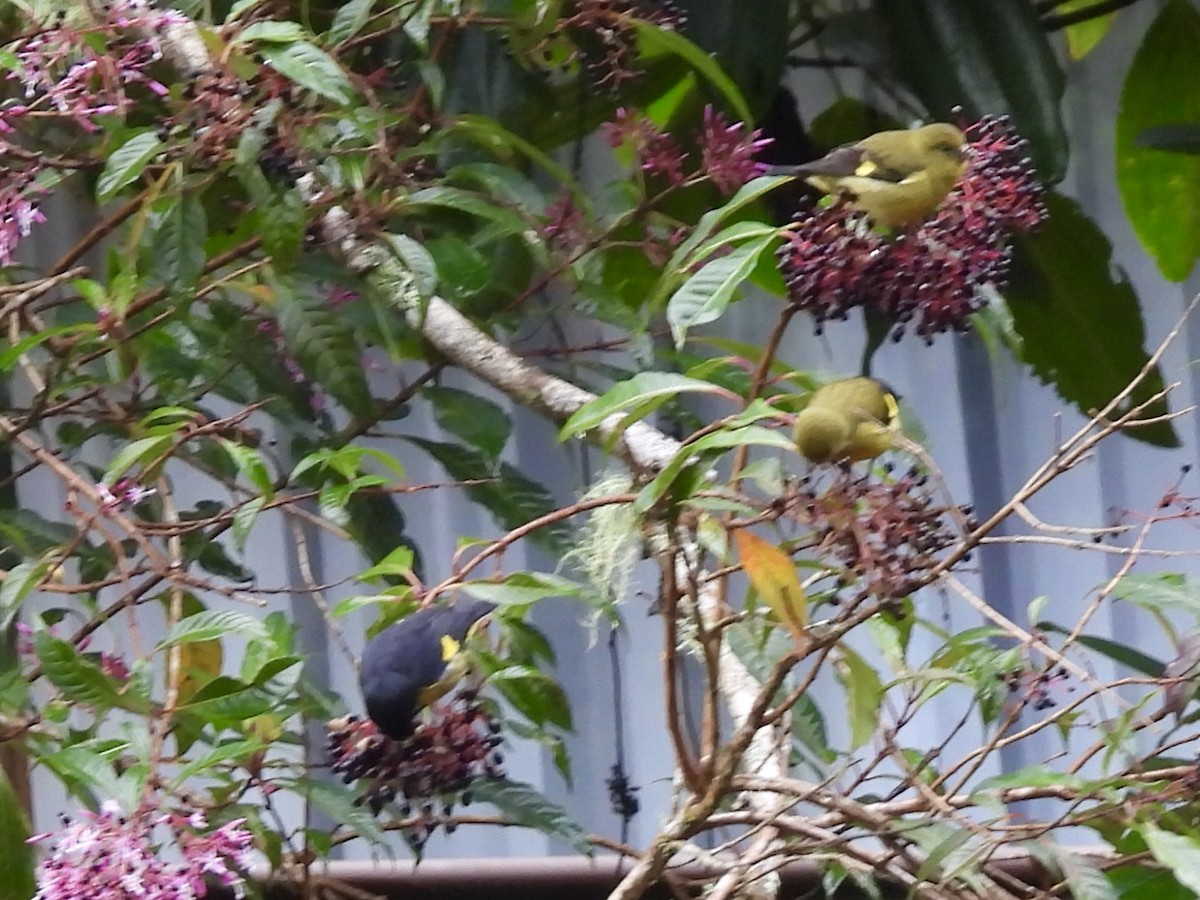 Yellow-bellied Siskin - ML645160772