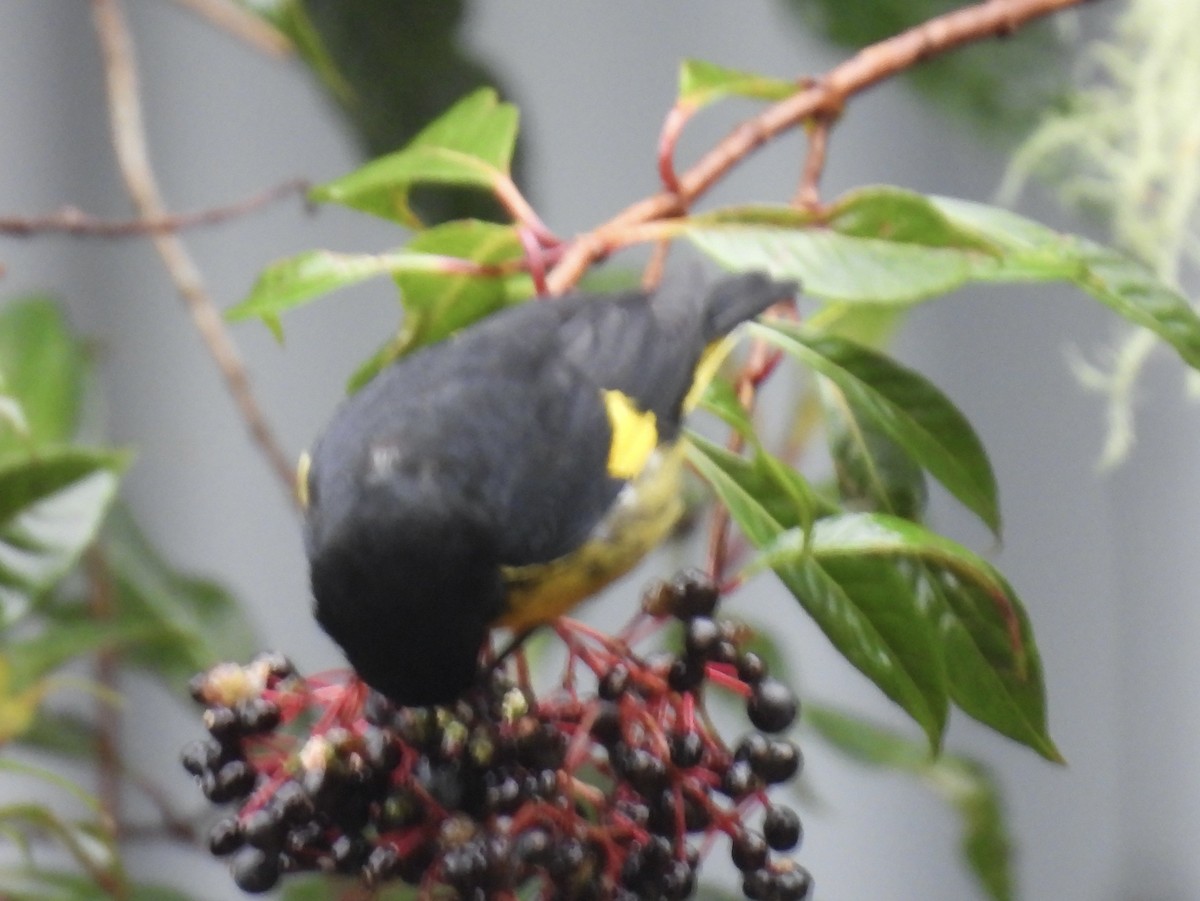 Yellow-bellied Siskin - ML645160773