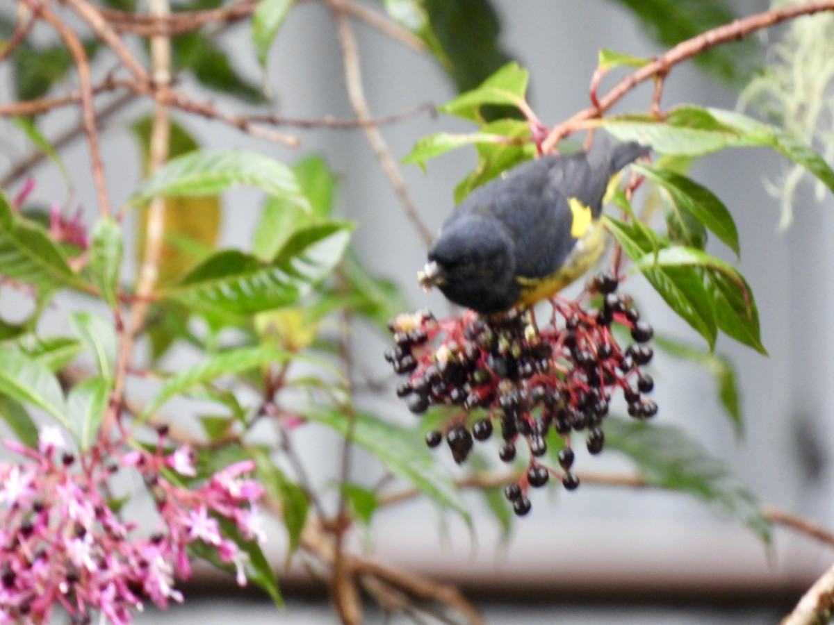 Yellow-bellied Siskin - ML645160775