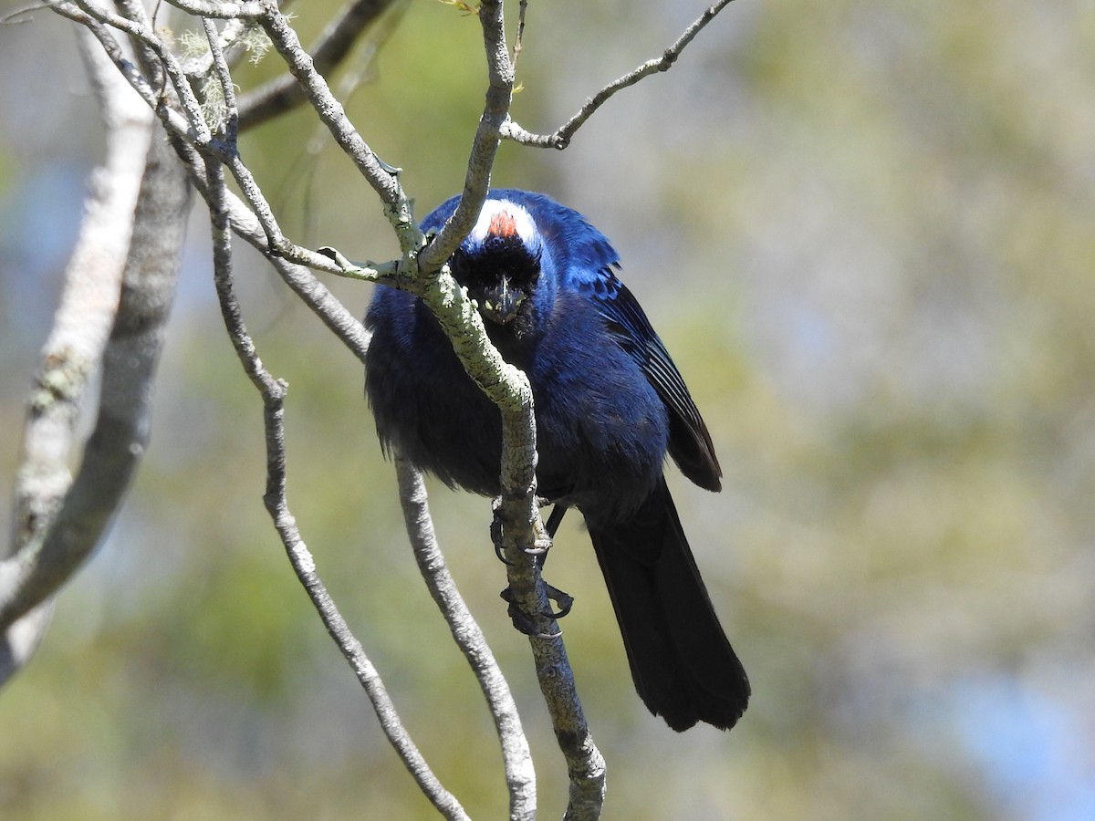 Diademed Tanager - ML645160776