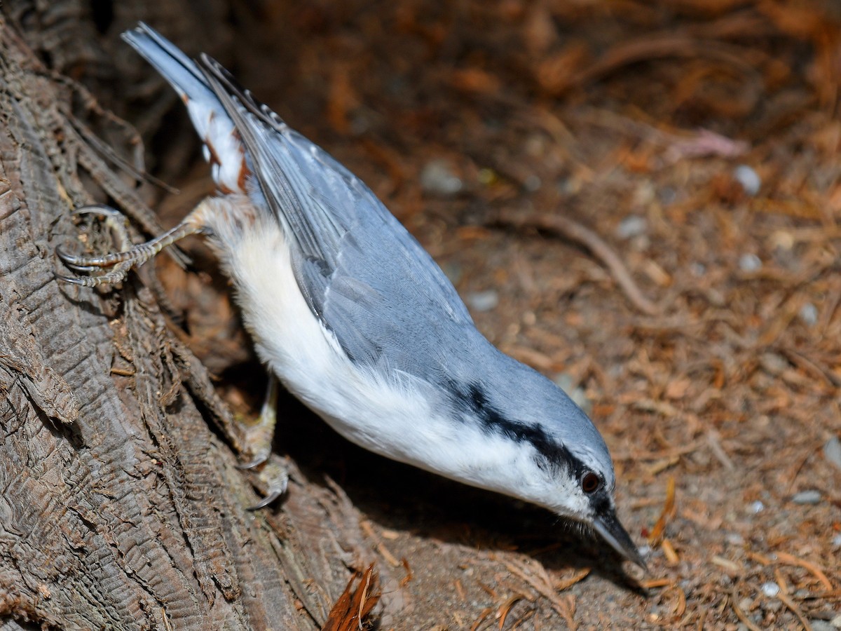 spettmeis - ML645160803