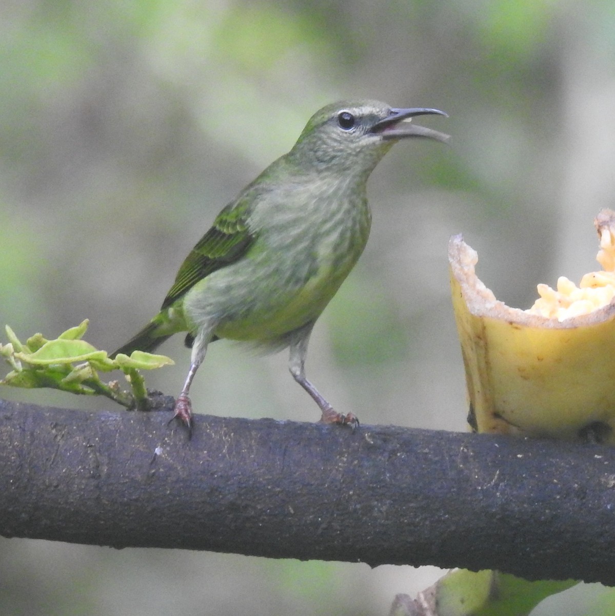 Red-legged Honeycreeper - ML645160805