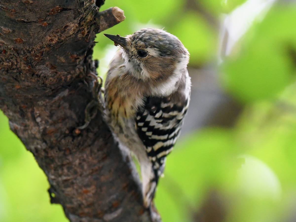 knøttspett - ML645160814