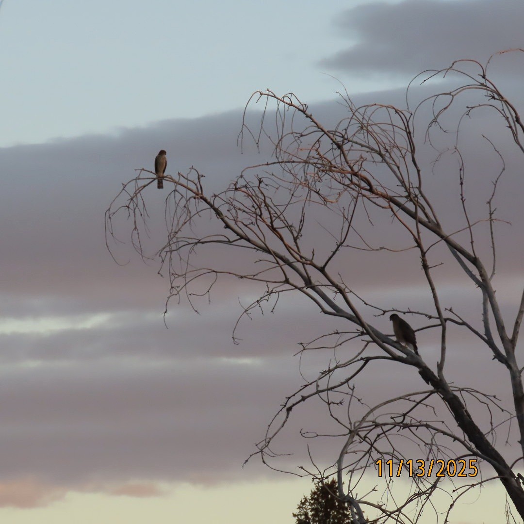 Cooper's Hawk - ML645160821