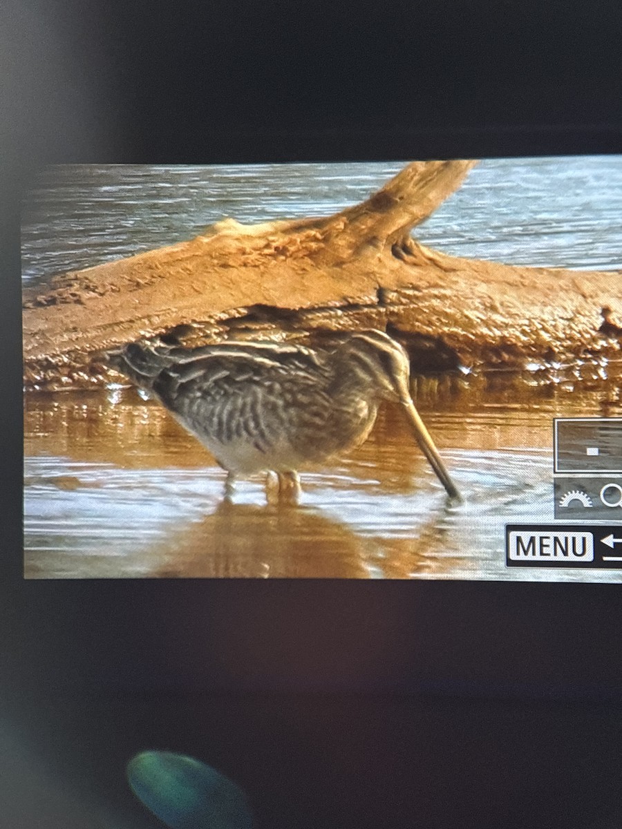 Wilson's Snipe - ML645160829