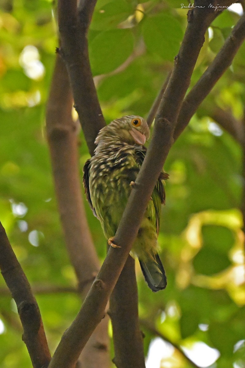 シロボシオオゴシキドリ - ML645160833