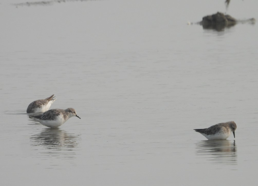 Little Stint - ML645160836