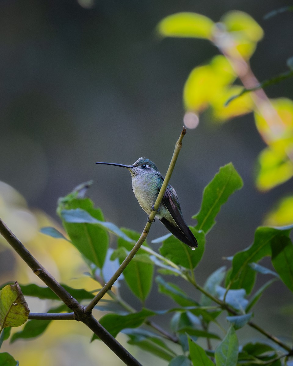 Rivoli's Hummingbird - ML645160839