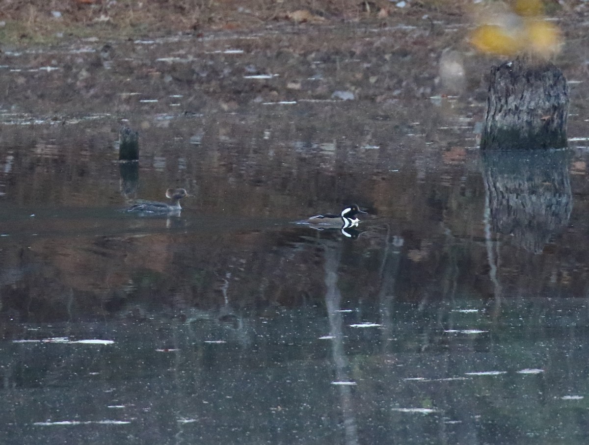 Hooded Merganser - ML645160854