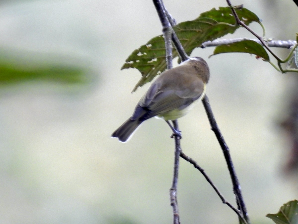 Brown-capped Vireo - ML645160858