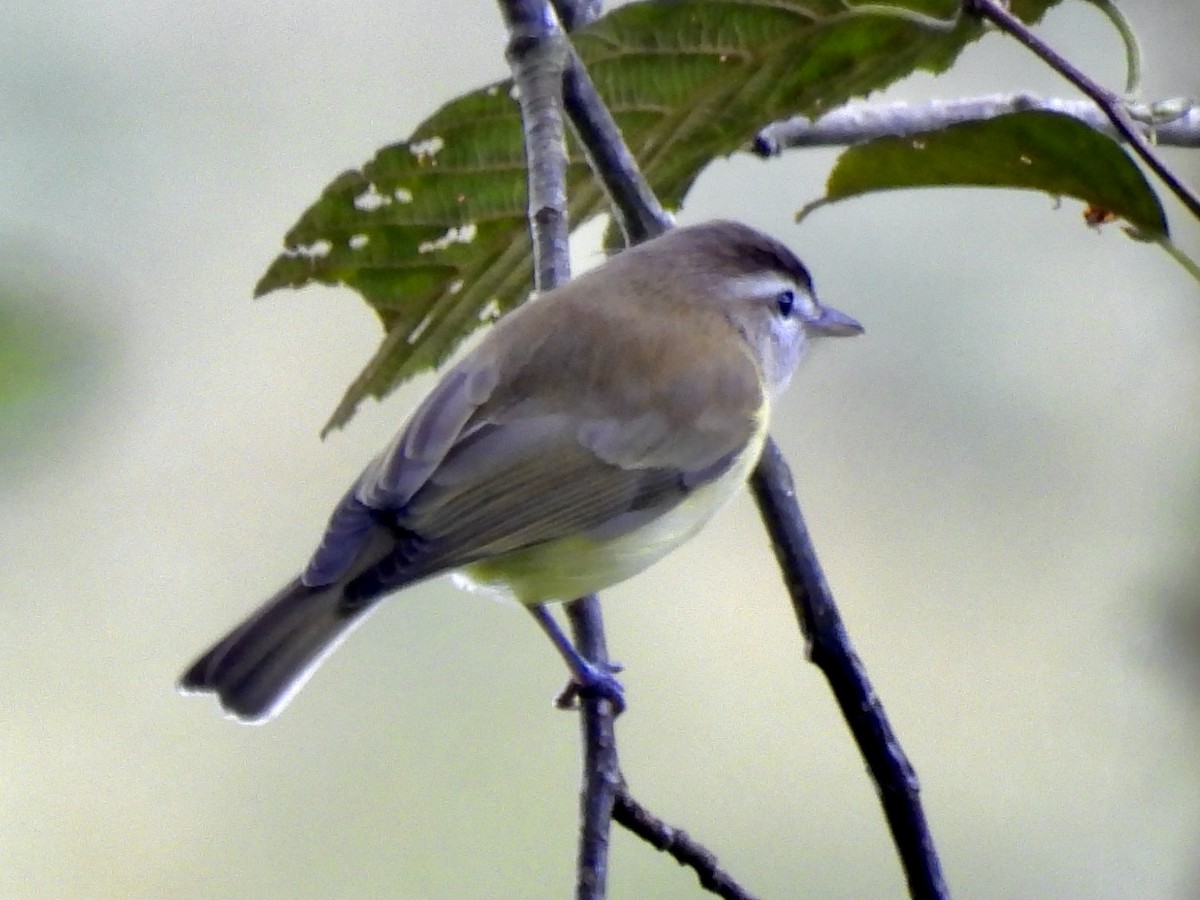Brown-capped Vireo - ML645160860