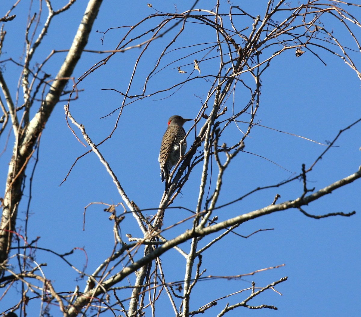 Northern Flicker - ML645160867
