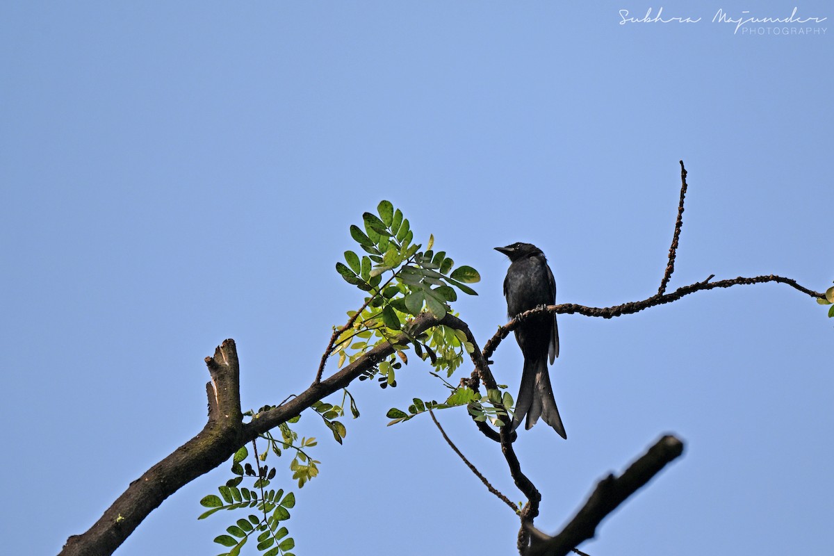 Black Drongo - ML645160871