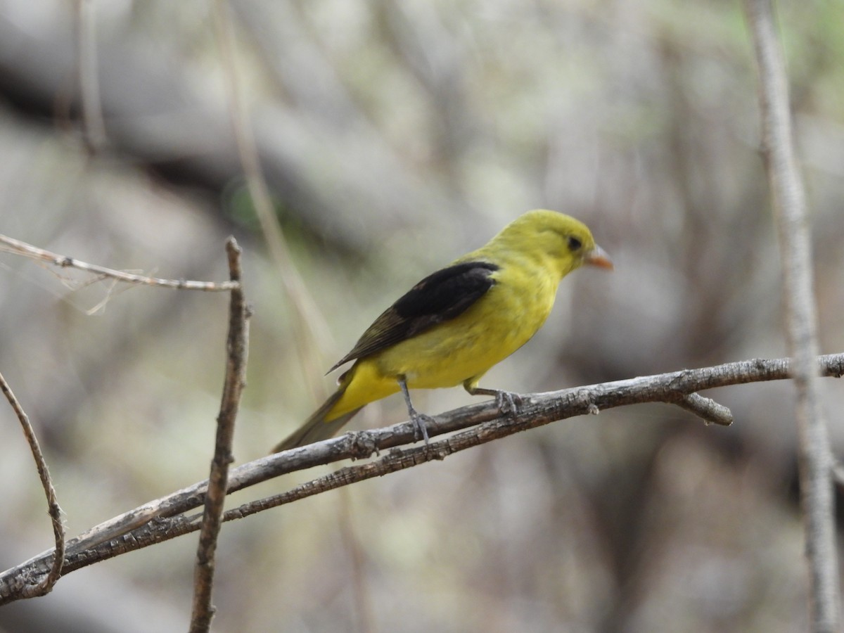 Scarlet Tanager - ML645160876