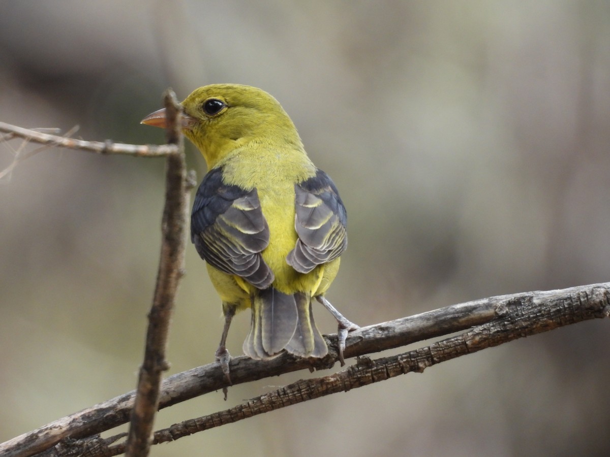 Scarlet Tanager - ML645160877