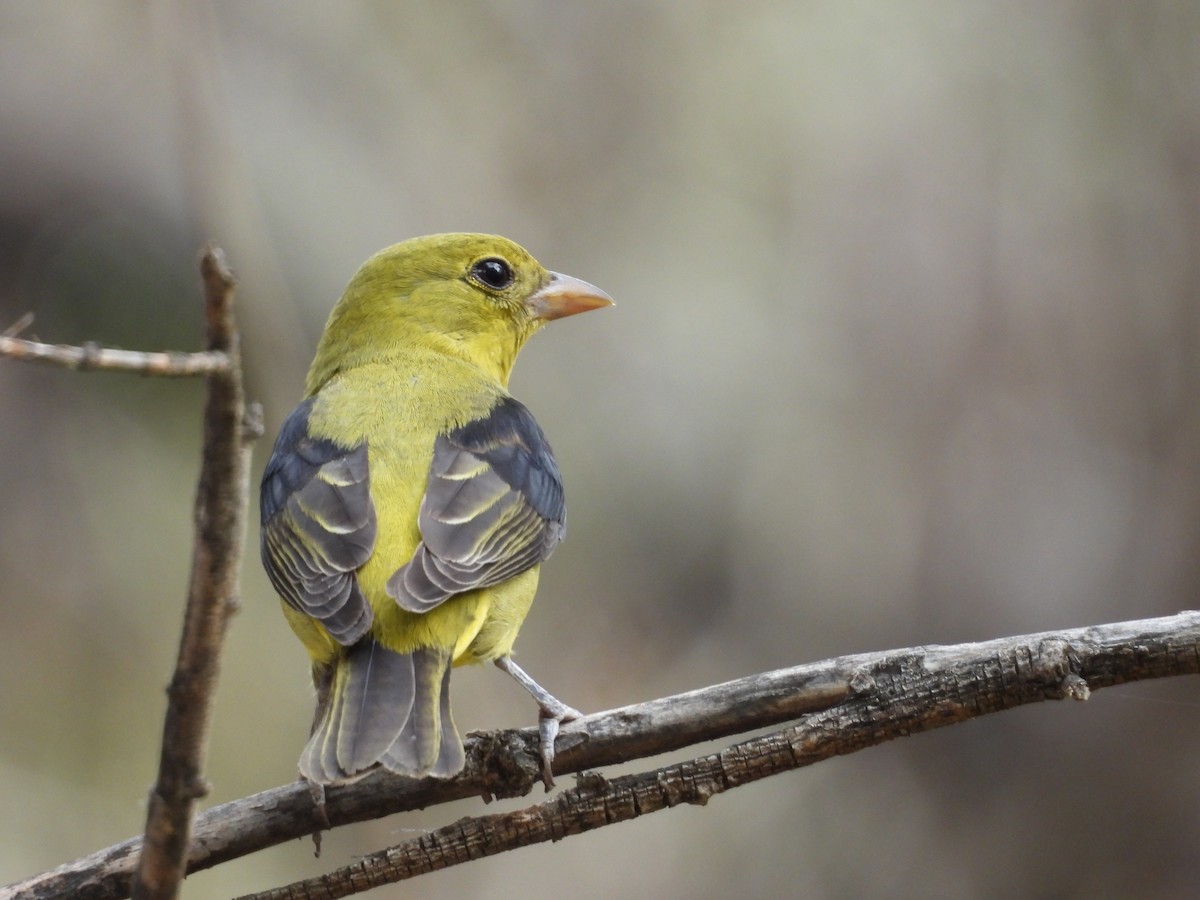 Scarlet Tanager - ML645160878