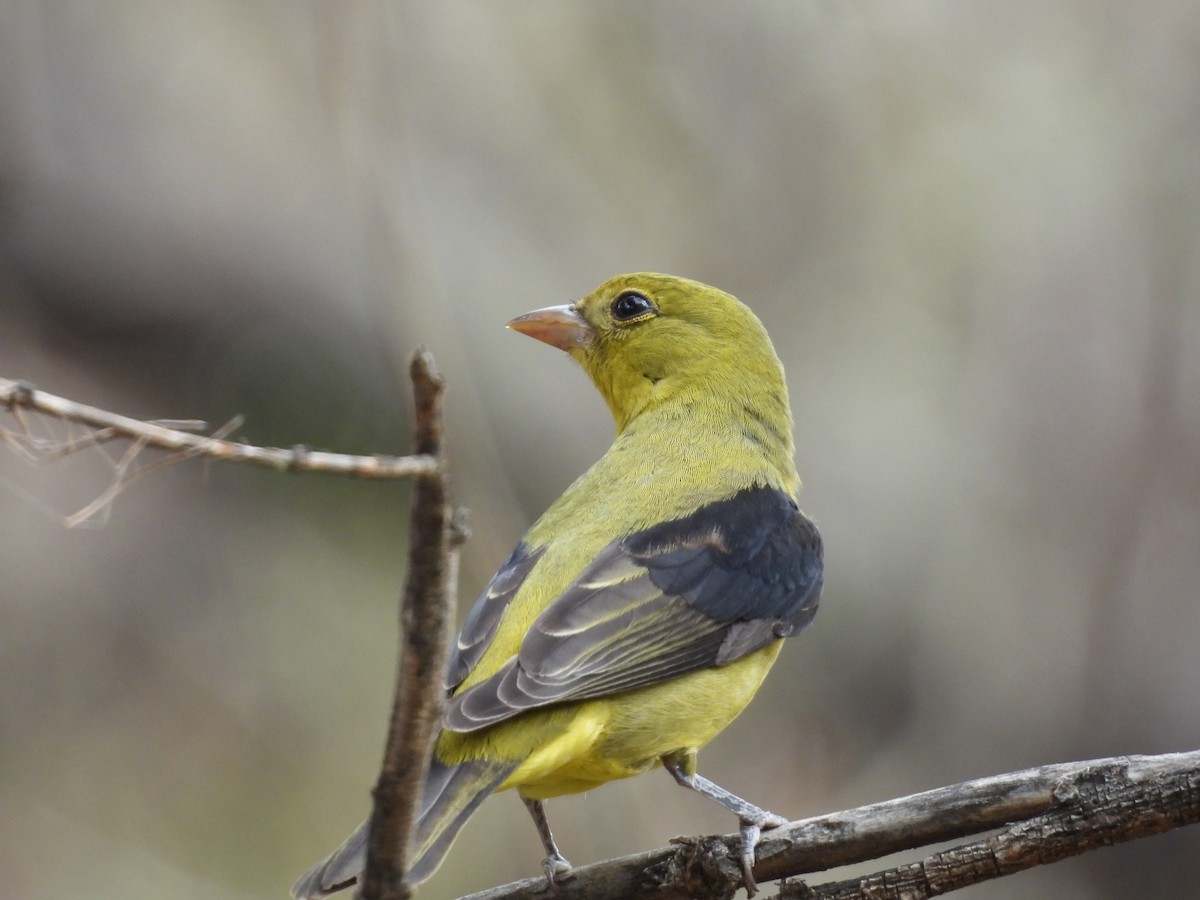 Scarlet Tanager - ML645160879